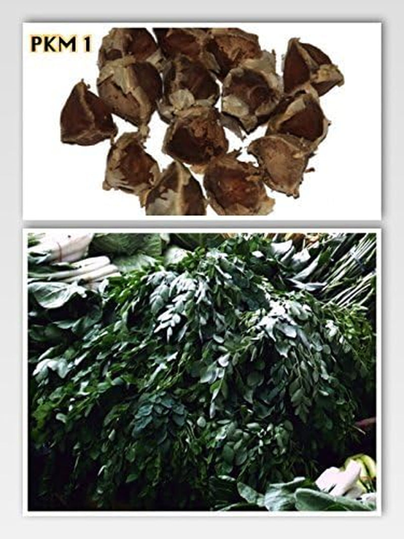 Moringa - Moringa oleifera - 100 semillas *También llamado árbol de rábano picante*