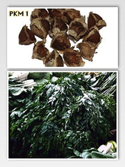 Moringa - Moringa oleifera - 100 semillas *También llamado árbol de rábano picante*