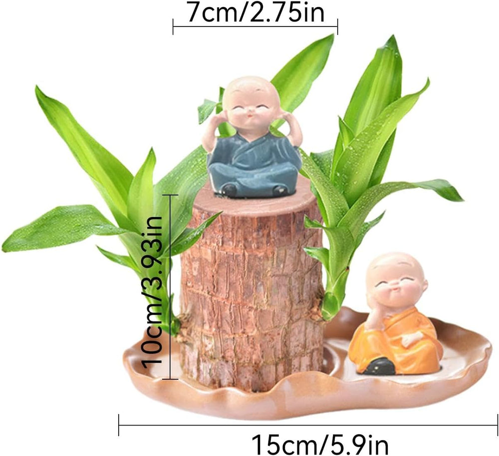 Brasilianische Holzpflanze Mit Blumentopf, Brasilianisches Glücksholz, Hydroponische Topfpflanze, Hydroponische Glücksholzpflanze, Reinigt Die Raumluft, Büro-Schreibtischpflanze Für Den Innenbereich