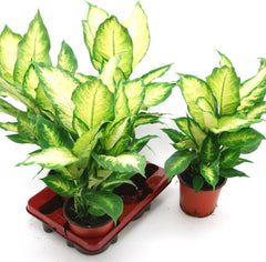 Dieffenbachia Mit Dekotopf, Weiß, Zimmerpflanzen