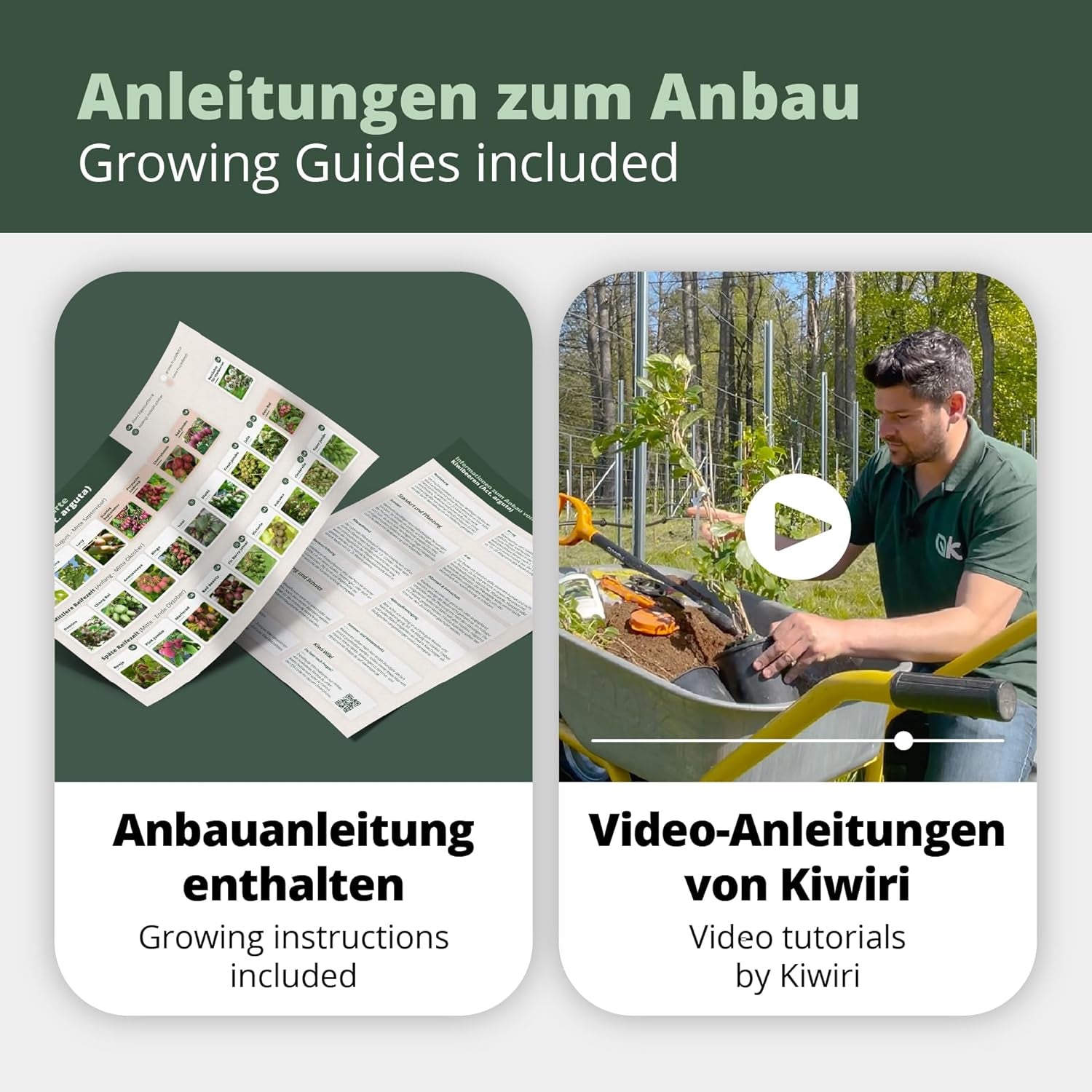 Kiwiri'S Kiwibeeren Quartett - 4 Kiwipflanzen (Actinidia Arguta) - Mini Kiwi - Sortengarantie Direkt Vom Züchter
