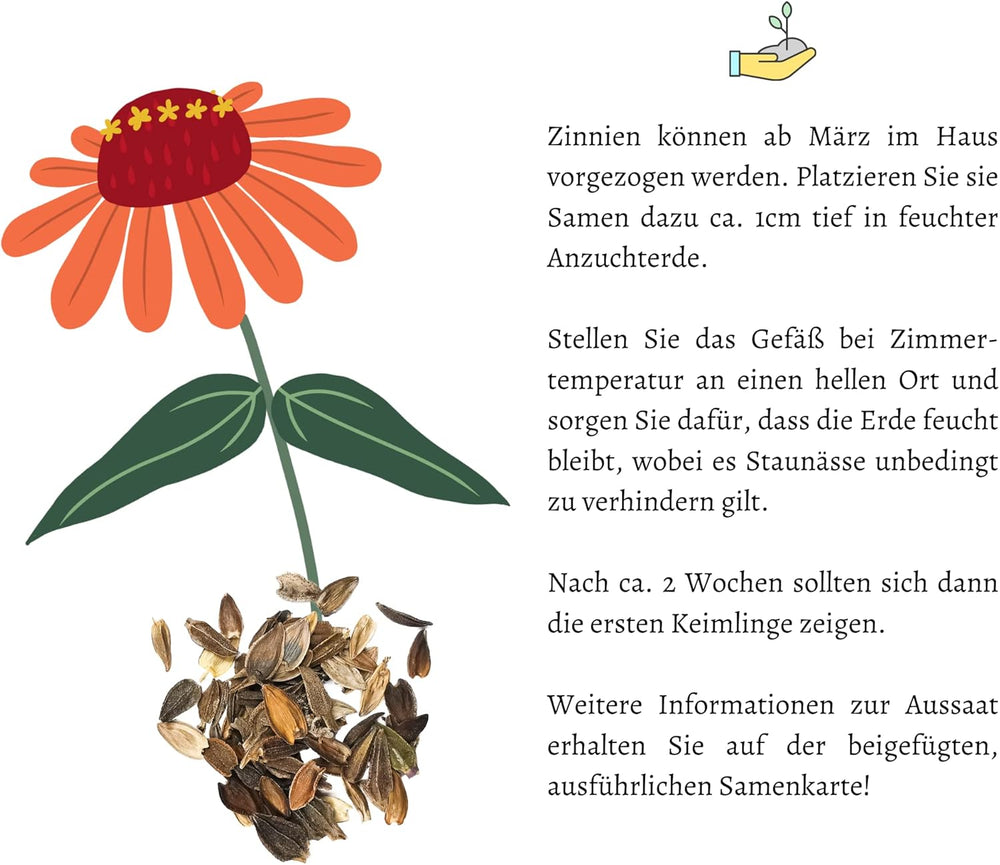 Mezcla de semillas de Zinnia (Zinnia) - Coloridas flores de verano para el parterre del jardín, el balcón, la terraza y como flor cortada en jarrones