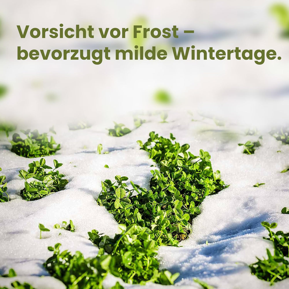 LERAVA Klee Samen (50 M²) - Mikroklee Samen Mähfrei - Weißklee Für Schattige Und Sonnige Flächen - Verbesserte Bodenqualität Durch Stickstofffixierung - Kleesamen Für Pflegeleichte Kleerasen