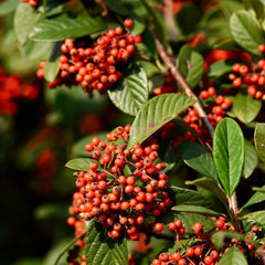 Teppichmispel, Herbstblumen Winterhart Bodendecker Cotoneaster Dammeri, Für Sonnige Plätze Schnell Wachsende Sträucher Blumensamen Bio Bodendecker 20Samen