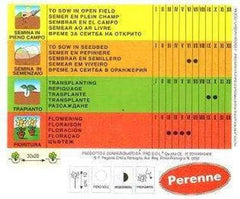 FIORAL VIOLA CORNUTA in MISCUGLIO