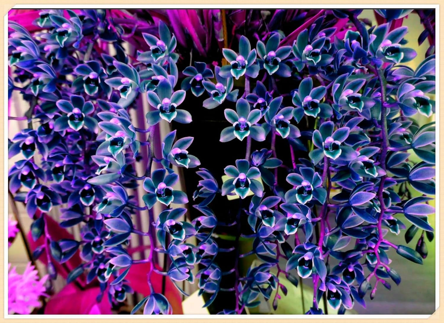 Blumenzwiebel Mix, Winterhart zwiebeln, Winterhart pflanzen, Mehrjährige Blumenzwiebel ist winterhart, Mysteriöse magische Glühbirne-4 Pflanzen Funken Hosta Rhizom