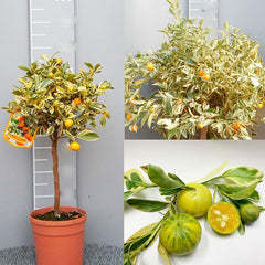 SAVINI VIVAI Bunte Calamondino-Pflanze, Bunter Calamondino-Zitrusbaum Im 20 Cm Topf, Höhe 70 Cm, 2–3 Jahre Veredelung, Hergestellt in Italien