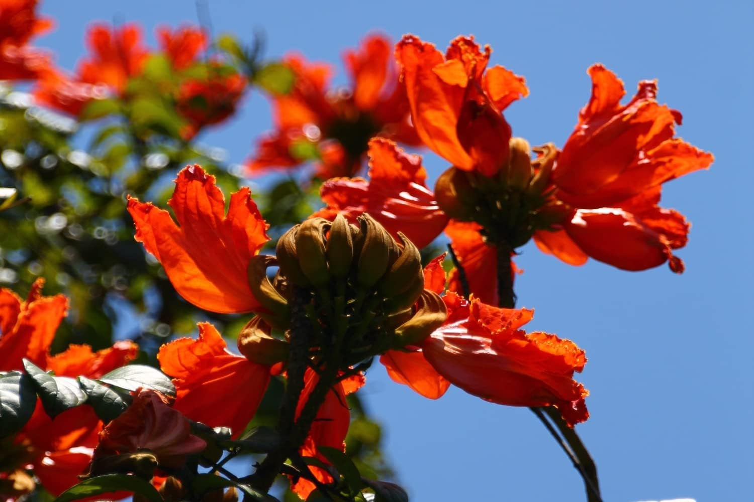 SAFLAX - Afrikanischer Tulpenbaum - 30 Samen - Spathodea Campanulata