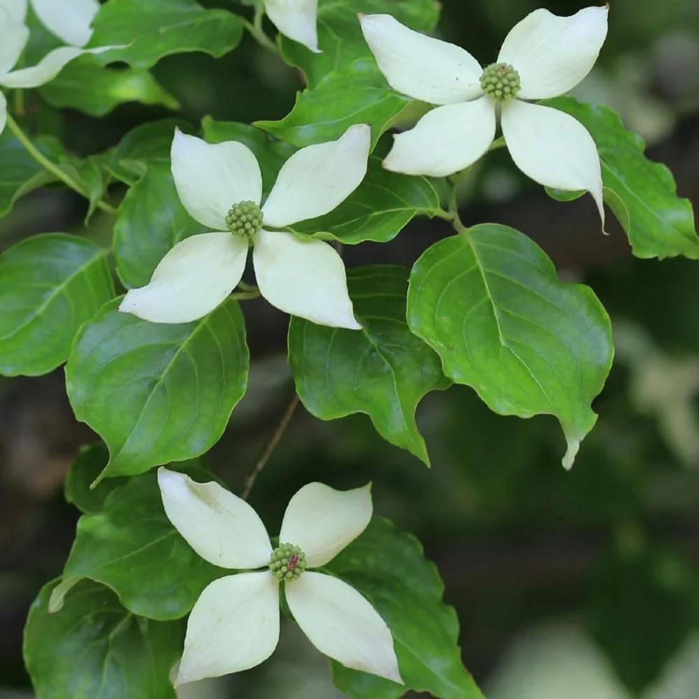 Cornus Kousa, Balkonpflanzen Hartriegel, Garten Blumensamen Mehrjährig Winterhart Blühende Sträucher Winterhart Seltene 120Samen
