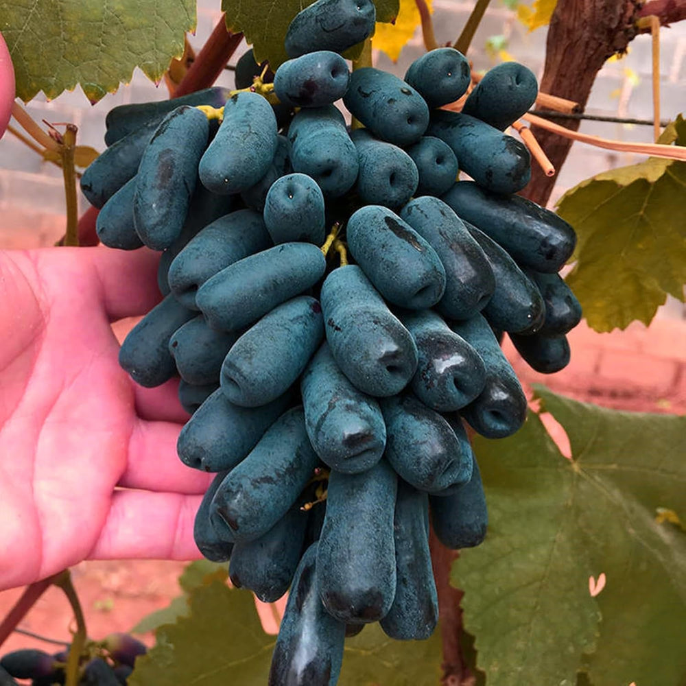 Mezcla de bulbos de flores, bulbo mágico misterioso, plantación resistente, bulbo de flor perenne resistente al invierno, bulbos resistentes - 3 bulbos de orquídeas