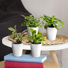 Vdvelde.Com - Mini Plants 10-10 Farne Und Zimmerpflanzen - Ø 6 Cm ↥ Ca. 10 Cm - Ohne Töpfe