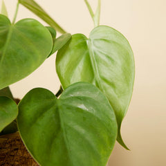 Bloomique - Philodendron Scandens - Hängepflanze - Auch Als Kletterpflanze Geeignet - Zimmerpflanzen - Luftreinigend - Pflegeleicht - 15-20 Cm Hoch - Topf 12 Cm