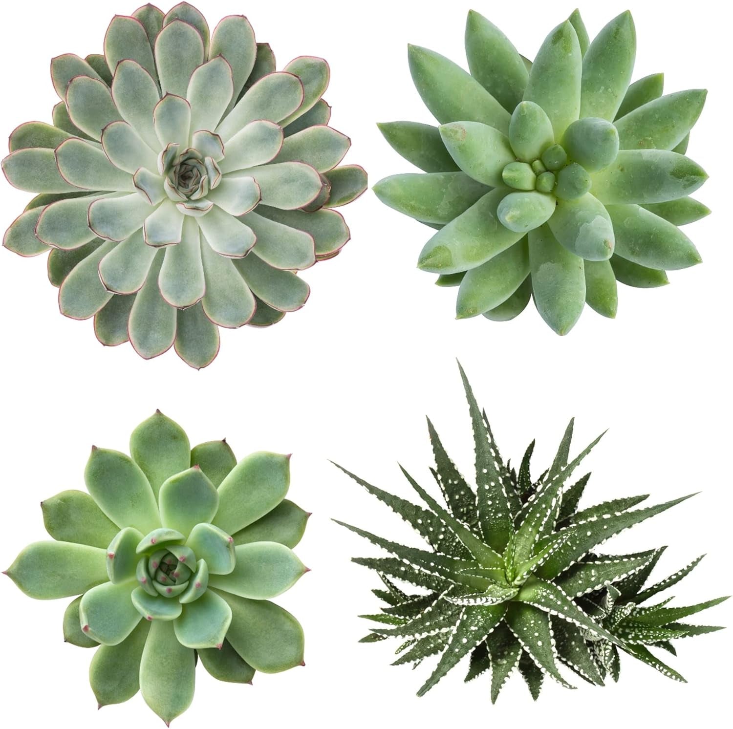 Vdvelde.Com - Ecoworld Mini Sukkulenten Set Echt - 10 Verschiedene Arten Sehr Pflegeleicht, Benötigen Wenig Wasser - 10 Mini Sukkulente Echte Pflanzen Ø 6 Cm - Höhe 8-15 Cm