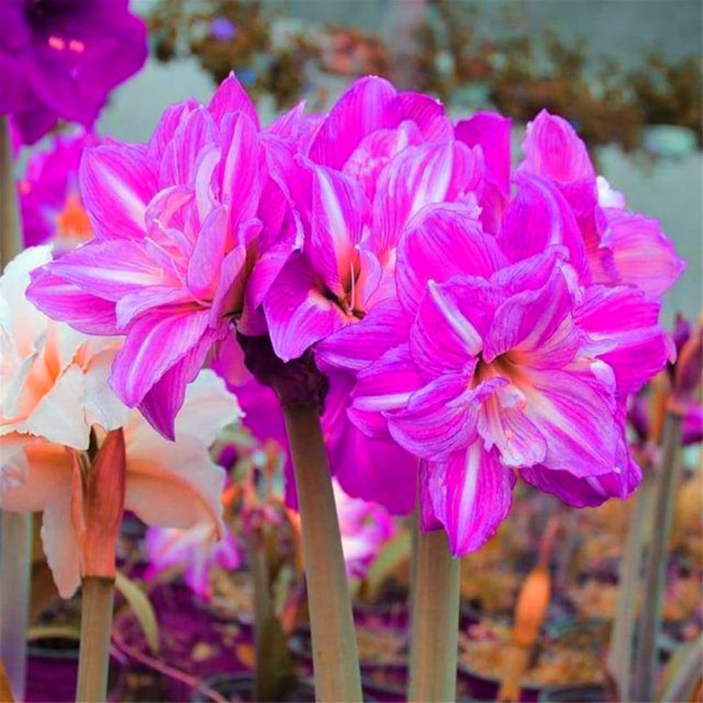 Mezcla de bulbos de flores, bulbo mágico misterioso, plantación resistente, bulbo de flor perenne resistente al invierno, bulbos resistentes - 3 bulbos de orquídeas