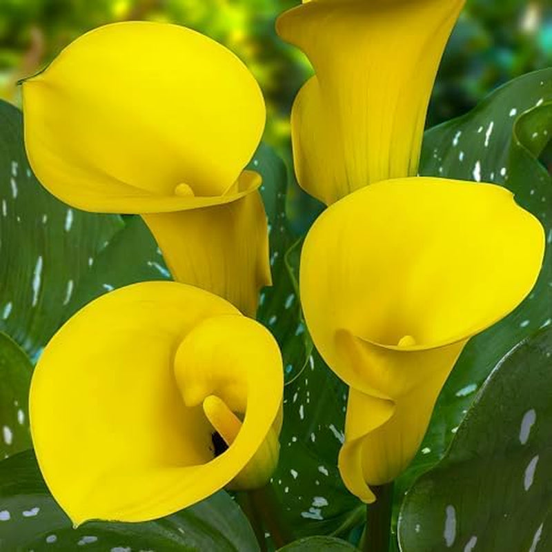 Calla Bulbs Hardy Perennial - Zantedeschia Orange Passion (naranja) - 5 bulbos de flores grandes - Plantas holandesas reales - para jardín y macetas (no semillas, no artificiales)