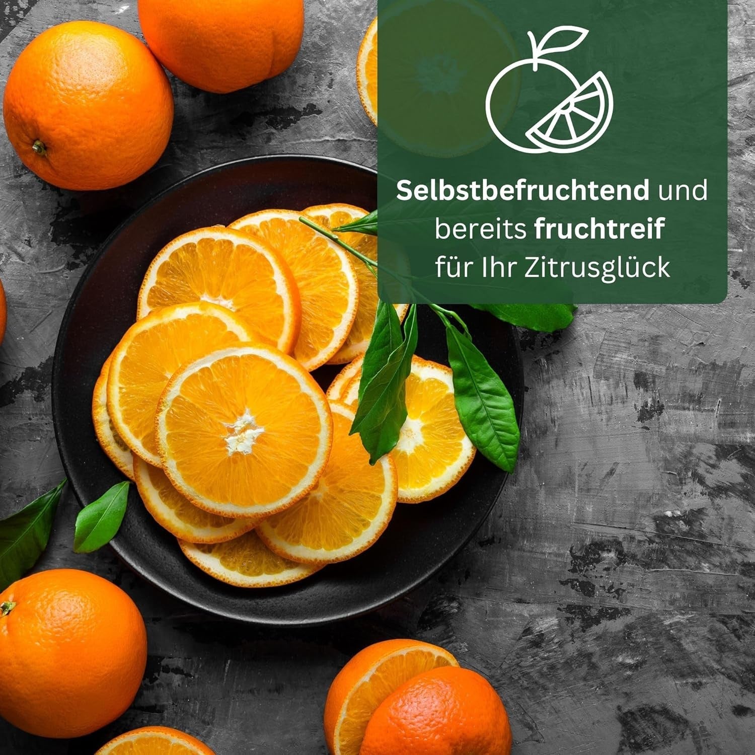 Portocalul din Oranjeria Mea - portocal adevărat - plantă de citrice - Citrus sinensis - Portocal - portocal altoit de calitate pentru grădinari (Mezzo [M])