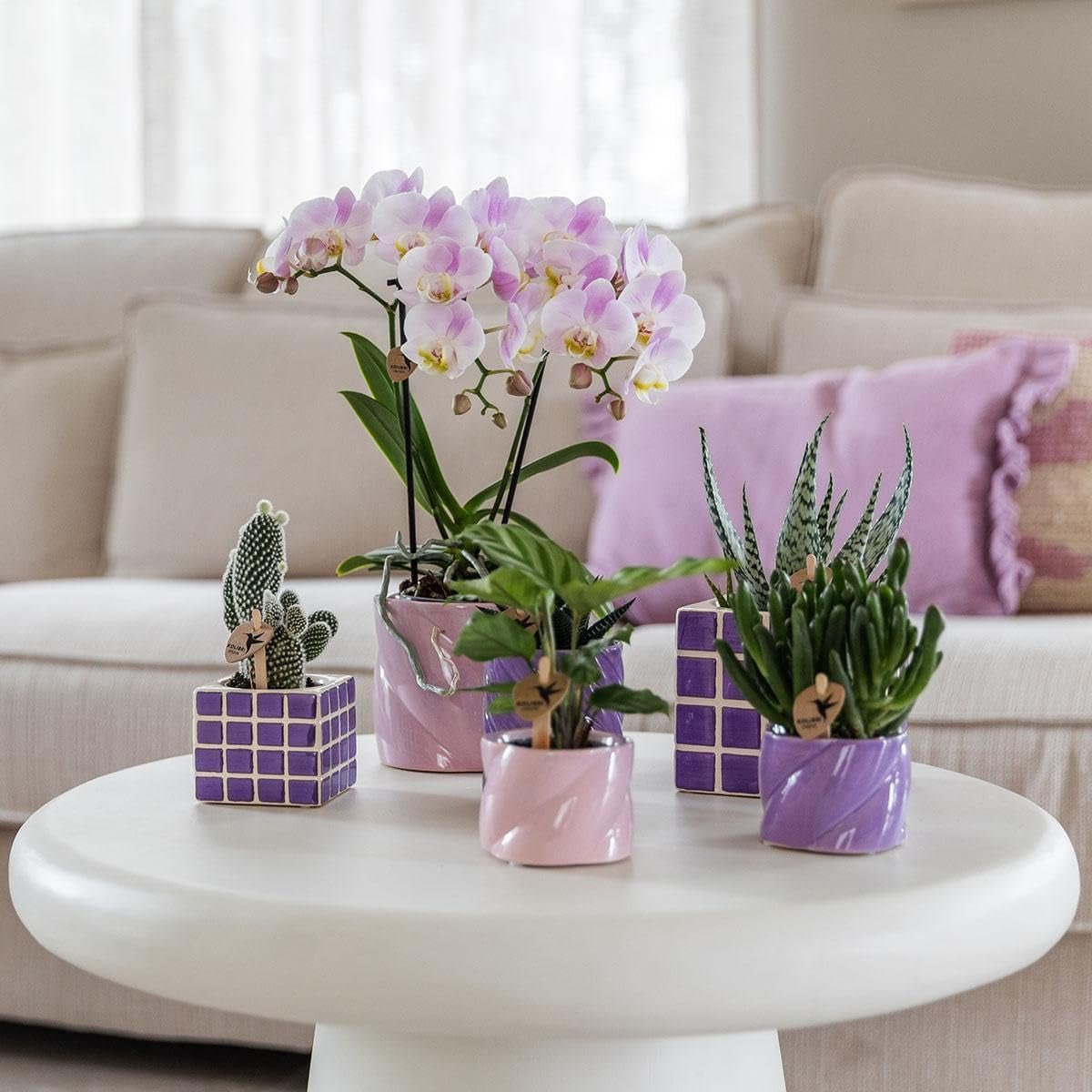 Kolibri Orchids | Rosa Phalaenopsis Orchidee - Portugal - Topfgröße Ø9Cm | Blühende Zimmerpflanze - Frisch Vom Züchter