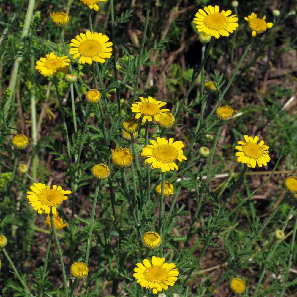 Manzanilla de tinte (Anthemis tinctoria): alrededor de 800 semillas de la planta de tinte tradicional y flor silvestre perenne