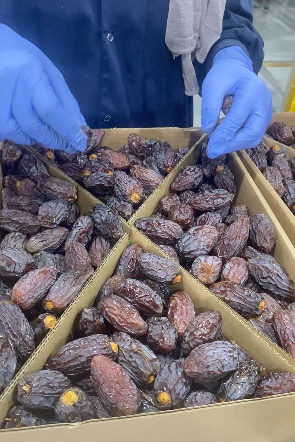 NABALI FAIRKOST FOR ALL Curmale Medjool Medjoul din Palestina - 100% naturale vegan aromate tradiționale proaspete și orientale I fără conservanți 5 kg (1 pachet), Small/Medium Produse deshidratate Naty Shop